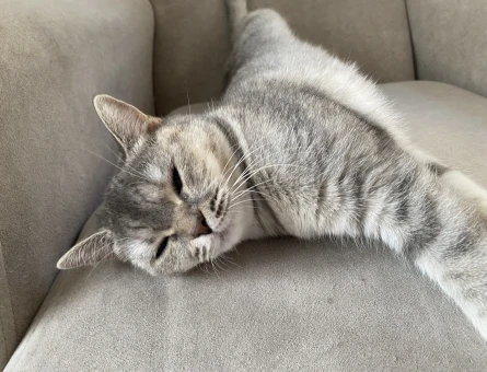 British Shorthair 1 Yaşında Eş Aranıyor - 118981855