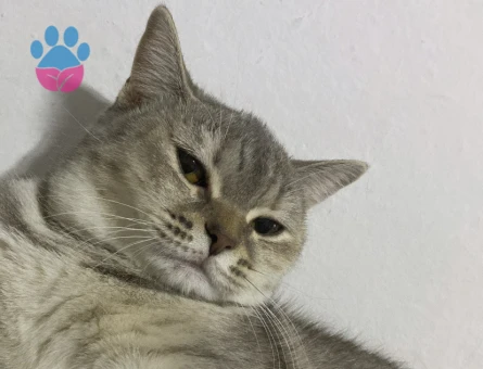 British Shorthair 1 Yaşında Eş Aranıyor