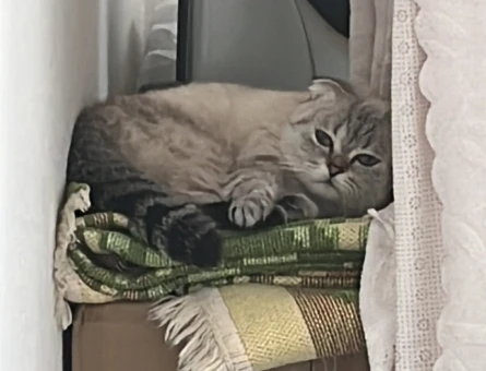 Scottish Fold Kedimize eş arıyoruz - 118981858