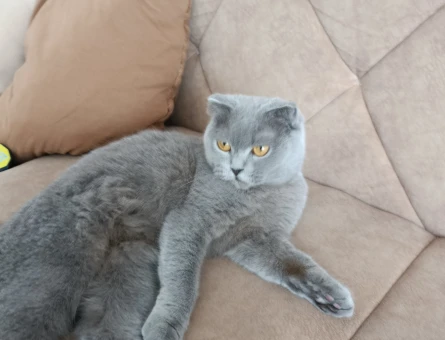 Scottish Fold 1,5 Yaşında Eş Arıyoruz - 118981859