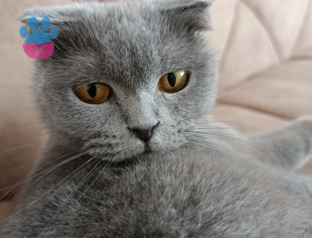 Scottish Fold 1,5 Yaşında Eş Arıyoruz