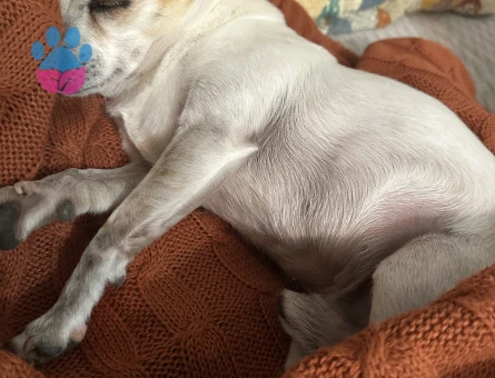 3 Yaşında Erkek Şivava Köpeğim Eş Arıyor