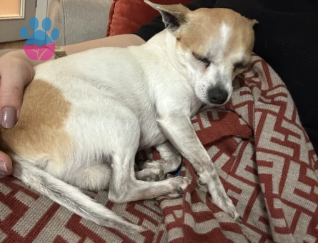 3 Yaşında Erkek Şivava Köpeğim Eş Arıyor