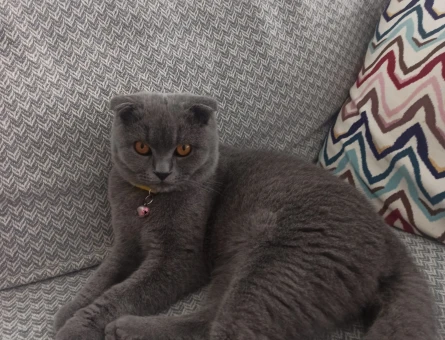 KEDİ İÇİN ERKEK EŞ ARIYORUZ - 118981868