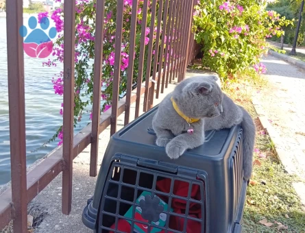 KEDİ İÇİN ERKEK EŞ ARIYORUZ