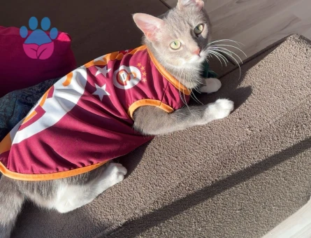 Tekir 11 Aylık Kedime Eş Arıyorum