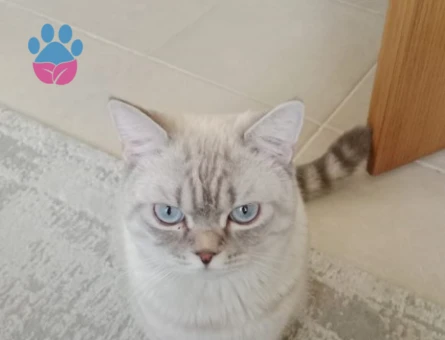 British shorthair 1 Yaşında Eş Arıyor
