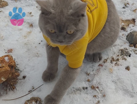 British Shorthair Olaf için eş arıyorum