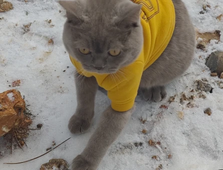 British Shorthair Olaf için eş arıyorum - 118981871