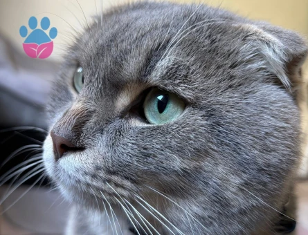 Scottish Fold Oğlumuza eş arıyoruz