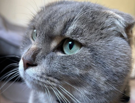 Scottish Fold Oğlumuza eş arıyoruz - 118981872