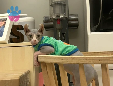 Sfenks Oğluma Eş Arıyorum