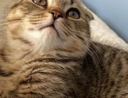 Scottish Fold 2 Yaşında Kedim Eş Arıyor - 118962636