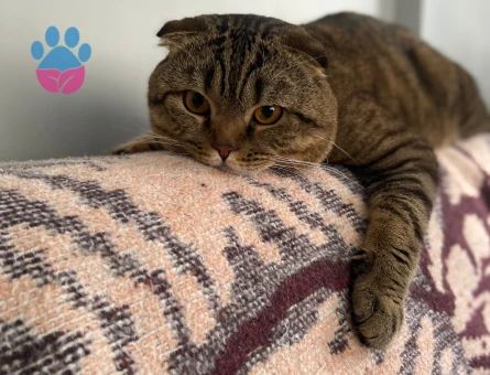Scottish Fold 2 Yaşında Kedim Eş Arıyor