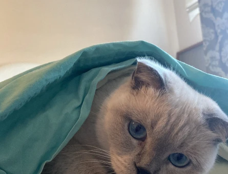 Scottish Fold Kedim Eş Arıyor - 118962660