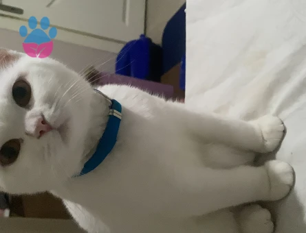 British Longhair Kedim Eş Arıyor