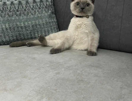 British Shorthair Bluepoint Kedim Eş Arıyor - 118962717