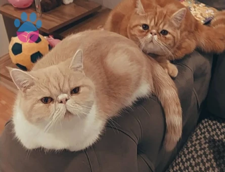 Exotik Shorthair Dişi Kedim Eş Arıyor