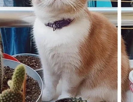 Exotik Shorthair Dişi Kedim Eş Arıyor - 118962718
