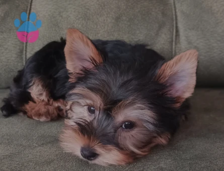 Yorkshire Terrier 1 Yaşında Eş Arıyor