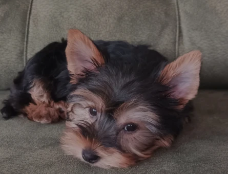 Yorkshire Terrier 1 Yaşında Eş Arıyor - 118962720