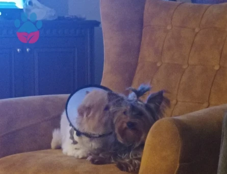 Yorkshire Terrier 1 Yaşında Eş Arıyor