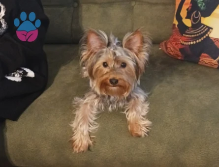 Yorkshire Terrier 1 Yaşında Eş Arıyor