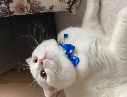 Scottish Fold 1 Yaşındaki Oğlum Eş Arıyor - 118962721