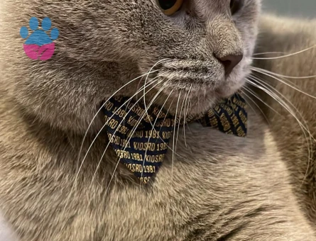 British Shorthair 1 Yaşında Kedim Eş Arıyor