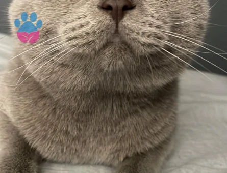 British Shorthair 1 Yaşında Kedim Eş Arıyor