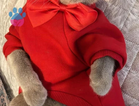 British Shorthair 1 Yaşında Kedim Eş Arıyor