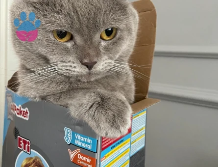 British Shorthair 1 Yaşında Kedim Eş Arıyor