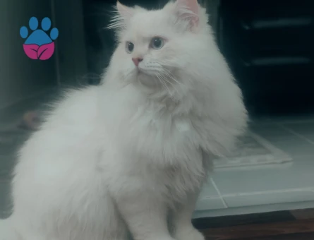 Chinchilla Papyon Bey'e Bir Eş Adayı Aranıyor