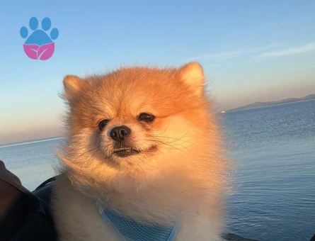 POMERANİAN Boo Erkek Köpeğime Eş Arıyorum