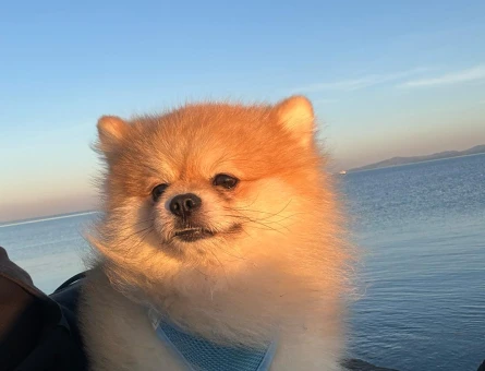 POMERANİAN Boo Erkek Köpeğime Eş Arıyorum - 118962725
