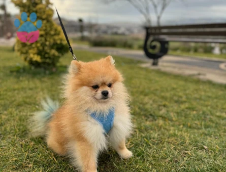 POMERANİAN Boo Erkek Köpeğime Eş Arıyorum