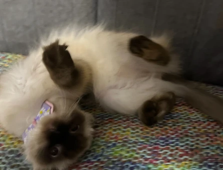 Scottish Fold 1 Yaşında Kedim Eş Arıyor - 118962726