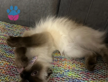 Scottish Fold 1 Yaşında Kedim Eş Arıyor