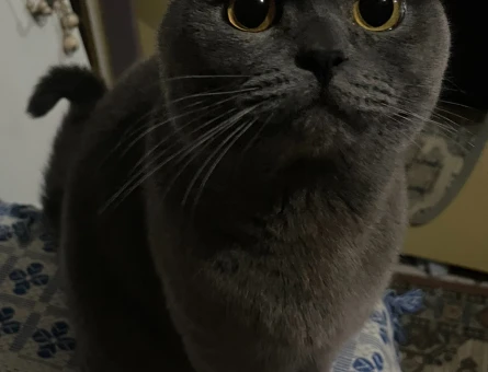 Scottish Fold Erkek Kedime Eş Arıyorum - 118962727