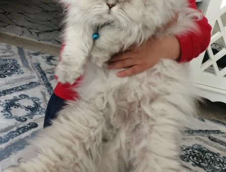 Chinchilla Kedime Eş Arıyorum 1 Yaşında - 118962728