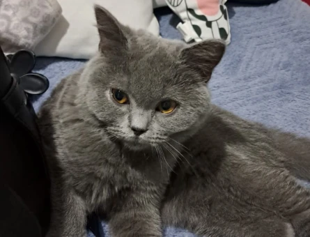 British Shorthair Oğluma Kısmet Arıyoruz - 118975106