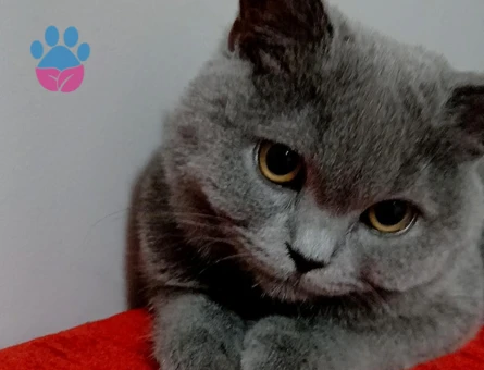 British Shorthair Oğluma Kısmet Arıyoruz