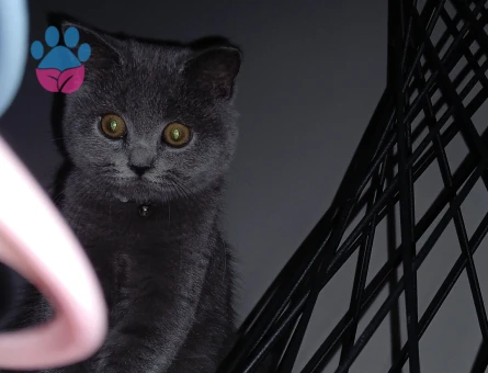 British Shorthair Oğluma Kısmet Arıyoruz