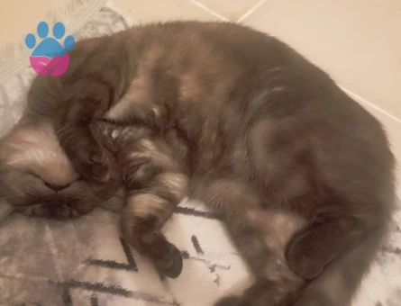 Henüz 1 yaşındaki yakışıklı oğluma eş arıyoruz