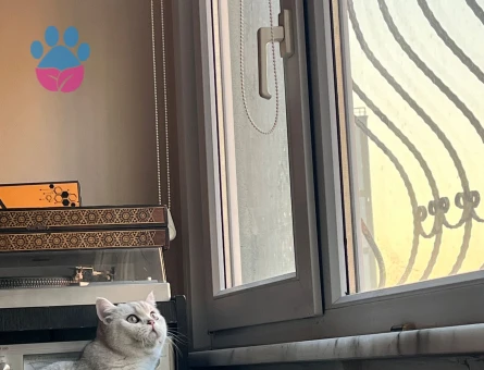 British Shorthair 11 Aylık Kedim Eş Arıyor