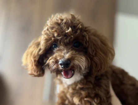 TeaCup Toy Poodle 1 Yaşında Eş Arıyoruz - 118975113