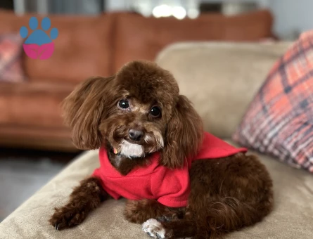 TeaCup Toy Poodle 1 Yaşında Eş Arıyoruz