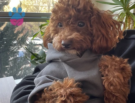 TeaCup Toy Poodle 1 Yaşında Eş Arıyoruz