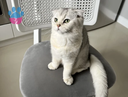 Scottish Fold Silver Kedime Eş Arıyorum