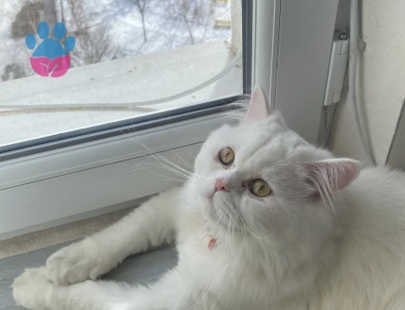 British Longhair Bulut Eş Arıyor